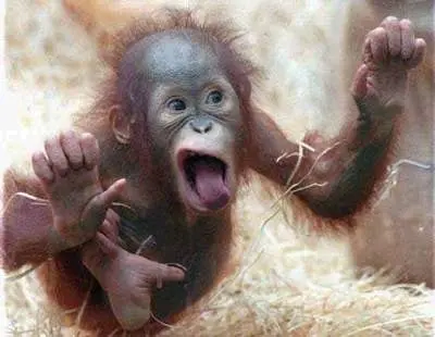 screaming monkey
